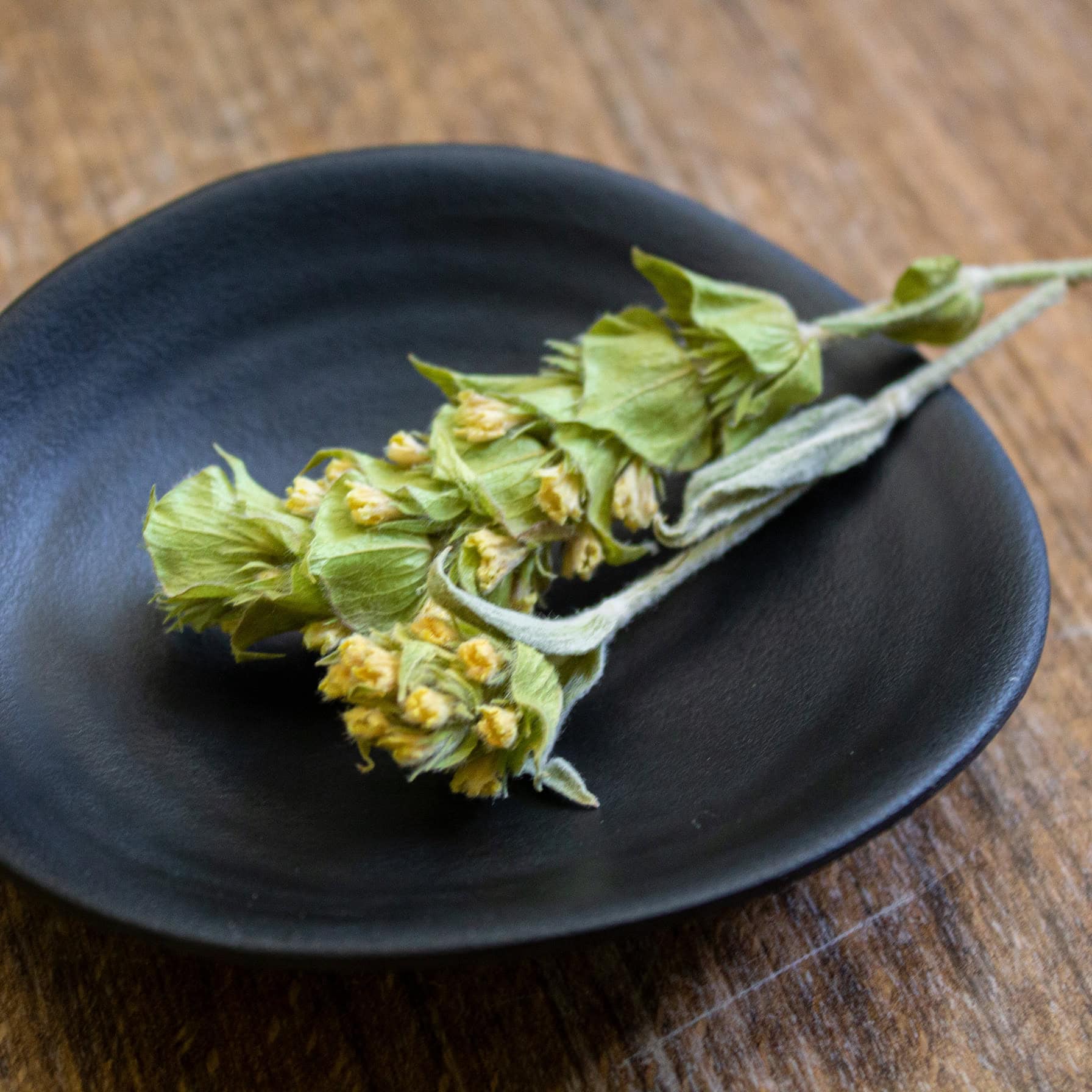 Griechischer Bergtee